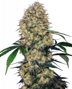 Sensi Amnesia XXL Automatic - Feminised - Sensi Seeds