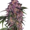 Sensi Purple Kush - 5-pack - Feminised - Sensi Seeds 2 Sensi Purple Kush - 5-pack - Feminised - Sensi Seeds -Uitgelichte Plantenzaadwinkel sensi purple kush feminized xl