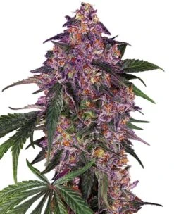 Sensi Purple Kush - 5-pack - Feminised - Sensi Seeds