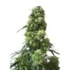 Early Skunk Auto - Feminised - Sensi Seeds -Uitgelichte Plantenzaadwinkel sensi seeds feminized early skunk
