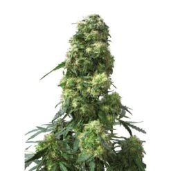 Early Skunk Auto - Feminised - Sensi Seeds