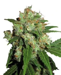Sensi Skunk Automatic - Feminised - Sensi Seeds