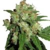 Sensi Skunk - Feminised - Sensi Seeds 2 Sensi Skunk - Feminised - Sensi Seeds -Uitgelichte Plantenzaadwinkel sensi skunk amsterdam seed center 1 1