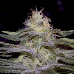 Sensi Star - Feminised - Paradise Seeds -Uitgelichte Plantenzaadwinkel sensi star 2 1