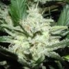 Sensi Star - Feminised - Paradise Seeds -Uitgelichte Plantenzaadwinkel sensi star 1