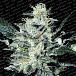 Sensi Star - Feminised - Paradise Seeds -Uitgelichte Plantenzaadwinkel sensistar