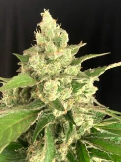 Seriosa - 6-pack - Feminised - Serious Seeds -Uitgelichte Plantenzaadwinkel seriosa3