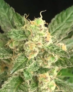 Seriosa - 6-pack - Feminised - Serious Seeds -Uitgelichte Plantenzaadwinkel seriosa4