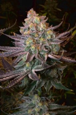 Seriotica - 6-pack - Feminised - Serious Seeds