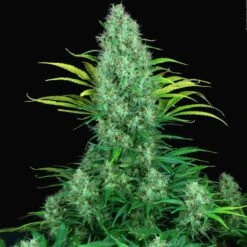 Serious 6 - Feminised - Serious Seeds -Uitgelichte Plantenzaadwinkel serious 6 b