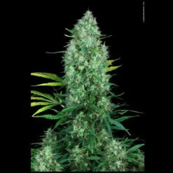 Serious 6 - Feminised - Serious Seeds -Uitgelichte Plantenzaadwinkel serious 6 c