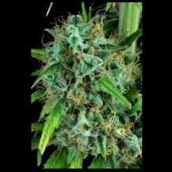 Serious 6 - Feminised - Serious Seeds -Uitgelichte Plantenzaadwinkel serious 6 e