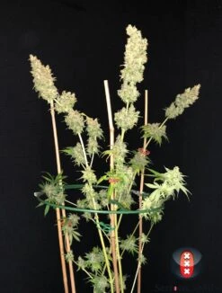 Strawberry AK - Feminised - Serious Seeds -Uitgelichte Plantenzaadwinkel serious seeds strawberry akeil plant