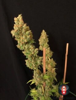 Strawberry AK - Feminised - Serious Seeds -Uitgelichte Plantenzaadwinkel serious seeds strawberry akeil top buds