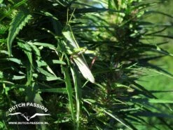 Shaman - Feminised - Dutch Passion