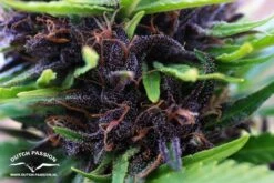 Shaman - Feminised - Dutch Passion -Uitgelichte Plantenzaadwinkel shaman dutch passion 2