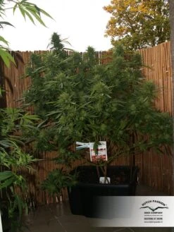 Shaman - Feminised - Dutch Passion -Uitgelichte Plantenzaadwinkel shaman dutch passion 3