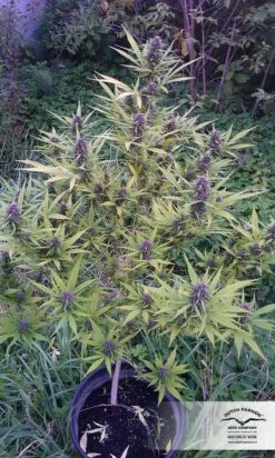 Shaman - Feminised - Dutch Passion -Uitgelichte Plantenzaadwinkel shaman dutch passion 4
