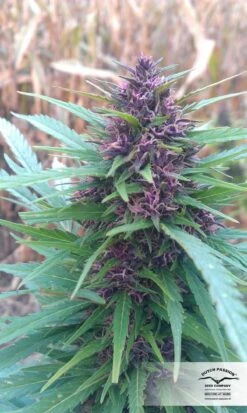 Shaman - Feminised - Dutch Passion -Uitgelichte Plantenzaadwinkel shaman dutch passion 6