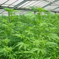 Shark Shock - Regular - Mr. Nice Seedbank -Uitgelichte Plantenzaadwinkel sharkshock 1