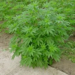 Shark Shock - Regular - Mr. Nice Seedbank -Uitgelichte Plantenzaadwinkel sharkshock 2