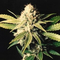 Shark Shock - Regular - Mr. Nice Seedbank -Uitgelichte Plantenzaadwinkel sharkshock 4