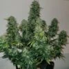 Sherbet Auto Blast - Feminised - Monkey Genetics -Uitgelichte Plantenzaadwinkel sherbet auto blast bud shot monkey genetics 2