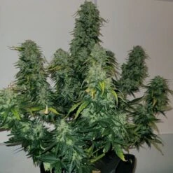 Sherbet Auto Blast - Feminised - Monkey Genetics