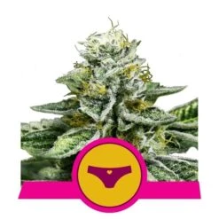 Sherbet Queen - Feminised - Royal Queen Seeds