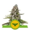 Sherbet Queen Auto - 3-pack - Feminised - Royal Queen Seeds -Uitgelichte Plantenzaadwinkel sherbet queen automatic