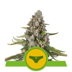 Sherbet Queen Auto - 3-pack - Feminised - Royal Queen Seeds