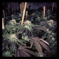 Shiatsu Kush - 12PACK - Regular - BC Bud Depot -Uitgelichte Plantenzaadwinkel shiatsu kush garden