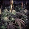 Shiatsu Kush - 12PACK - Regular - BC Bud Depot 1 Shiatsu Kush - 12PACK - Regular - BC Bud Depot -Uitgelichte Plantenzaadwinkel shiatsu kush bc bud depot