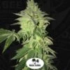 Shiloh Z - 5PACK - Feminised - T.H.Seeds -Uitgelichte Plantenzaadwinkel shiloh z new bud