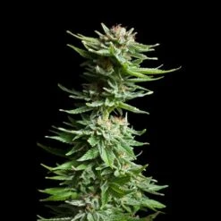 Shining Silver Haze - Feminised - Royal Queen Seeds -Uitgelichte Plantenzaadwinkel shining silver haze 1 asc