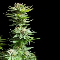 Shining Silver Haze - Feminised - Royal Queen Seeds -Uitgelichte Plantenzaadwinkel shining silver haze 3 asc