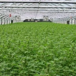 Shit - Regular - Mr. Nice Seedbank -Uitgelichte Plantenzaadwinkel shit 2