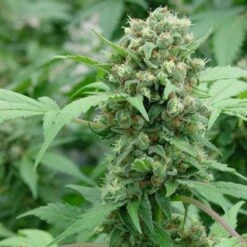 Shit - Regular - Mr. Nice Seedbank -Uitgelichte Plantenzaadwinkel shit 3