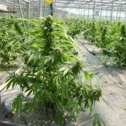 Shit - Regular - Mr. Nice Seedbank -Uitgelichte Plantenzaadwinkel shit 4