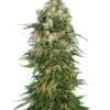 Shiva Skunk Autoflowering - Feminised - Sensi Seeds -Uitgelichte Plantenzaadwinkel shiva skunk automatic xl
