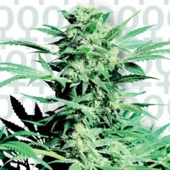 Shiva Skunk - Feminised Seeds - Feminised - Sensi Seeds