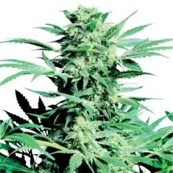 Shiva Skunk - Regular Seeds - Regular - Sensi Seeds