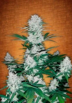 Six Shooter - 5PACK - Feminised - Fast Buds Seeds