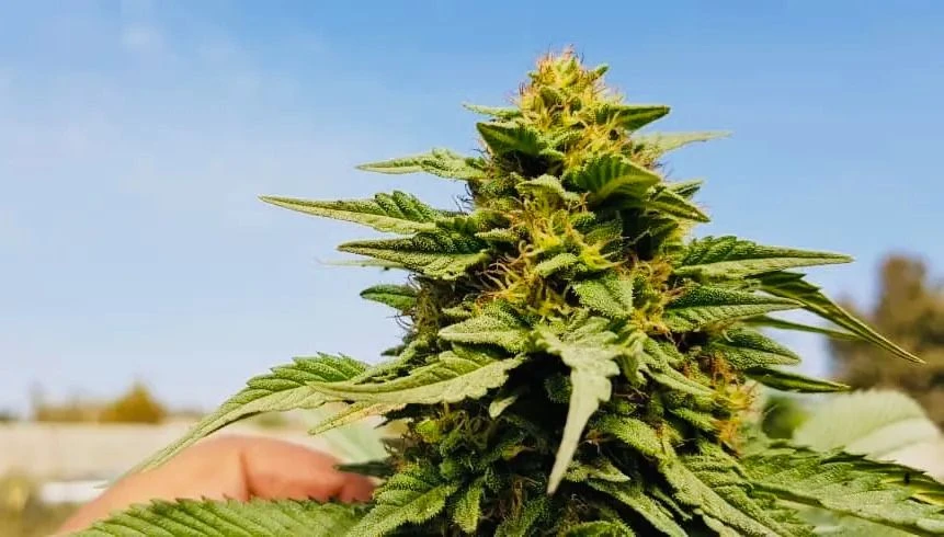 Sholgar - 15-pack - Regular - Baaba Qo 4 Sholgar - 15-pack - Regular - Baaba Qo - Afbeelding 2