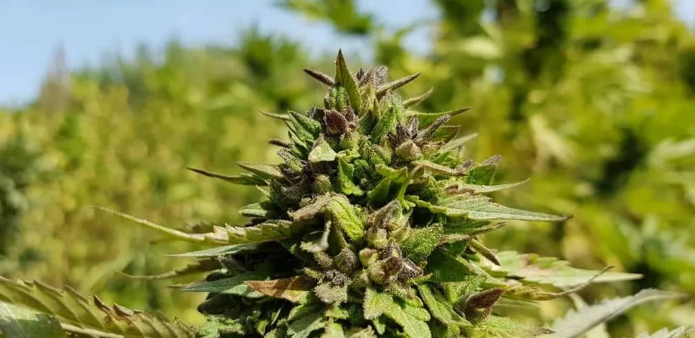 Sholgar - 15-pack - Regular - Baaba Qo 6 Sholgar - 15-pack - Regular - Baaba Qo - Afbeelding 4