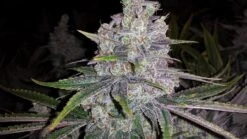 Shoreline - 6-pack - Feminised - Devil's Harvest -Uitgelichte Plantenzaadwinkel shoreline devils harvest amsterdam seed center