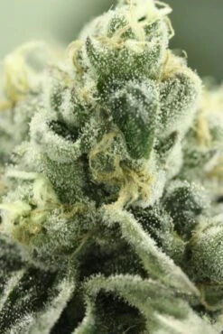 Shoreline - 6-pack - Feminised - Devil's Harvest -Uitgelichte Plantenzaadwinkel shoreline devils harvest zoom