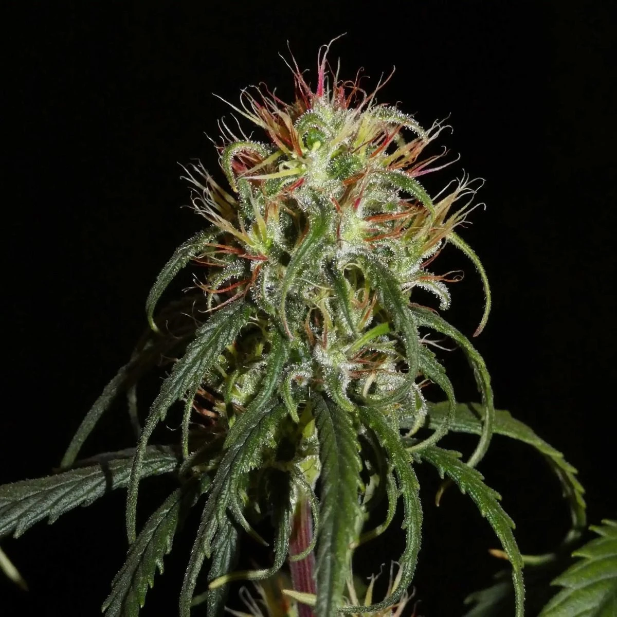 Siberian Ruderalis Auto - 12-pack - Feminised - Khalifa Genetics 3 Siberian Ruderalis Auto - 12-pack - Feminised - Khalifa Genetics