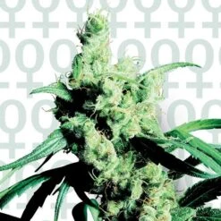 Silver Haze - Feminised - Sensi Seeds