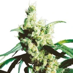 Silver Haze - Regular - Sensi Seeds